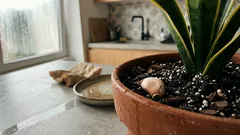 Enterrar alho na língua-de-sogra: quando faz sentido e que cuidados fazem mesmo a diferença